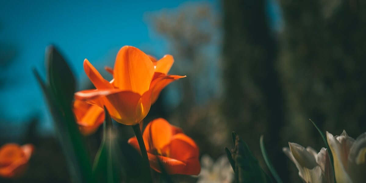 Inside the Coin Trade: What Dealers Are Saying This Week